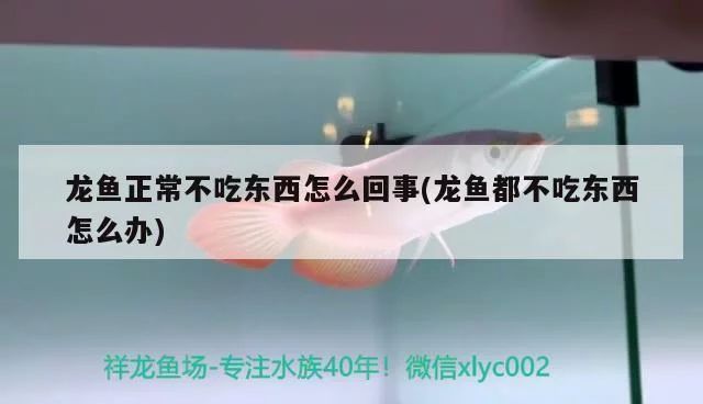 龍魚都不吃東西怎么辦vs祥龍魚場：龍魚不吃東西的原因以及解決方法 vs祥龍魚場 第1張