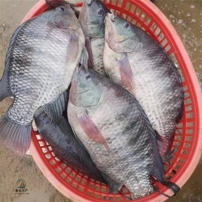 龍魚魚苗批發(fā)市場地址：佛山龍魚魚苗批發(fā)市場地址 龍魚百科 第5張