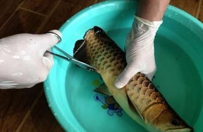 給龍魚做手術麻藥用量多少合適vs祥龍魚場：祥龍魚場龍魚手術麻藥用量 vs祥龍魚場 第4張