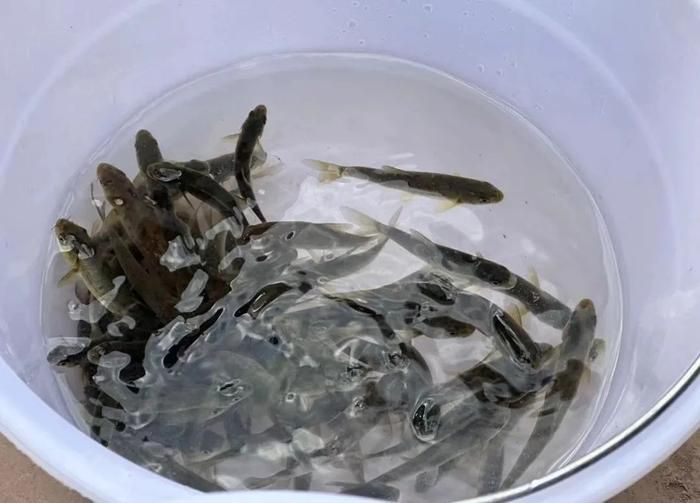 龍魚吃東西一直嚼：為什么有些龍魚喜歡吃某種特定的食物？ 水族問答 第2張