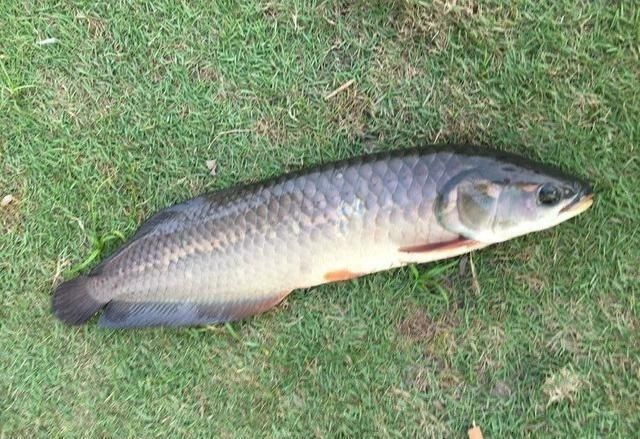 龍魚最佳溫度多少合適釣魚：夏季釣龍魚降溫技巧，龍魚水溫波動應(yīng)對策略， 龍魚百科 第4張