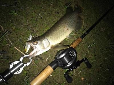 龍魚最佳溫度多少合適釣魚：夏季釣龍魚降溫技巧，龍魚水溫波動應(yīng)對策略， 龍魚百科 第3張