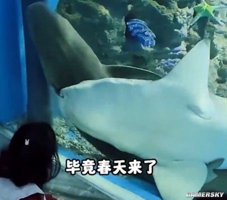 龍魚吃多了不吃食怎么辦：當龍魚突然停止進食時 水族問答 第1張