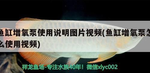 龍魚(yú)缸增氧泵需要一直開(kāi)嗎vs祥龍魚(yú)場(chǎng)：龍魚(yú)缸增氧泵是否需要一直開(kāi)啟 vs祥龍魚(yú)場(chǎng) 第5張