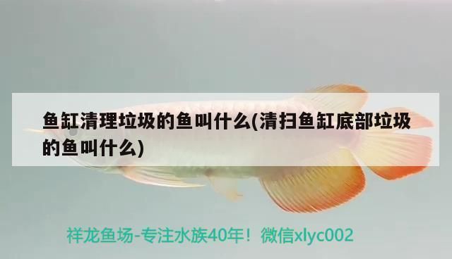 銀龍魚苗生長速度標準：如何提高銀龍魚苗生長速度 龍魚百科 第5張