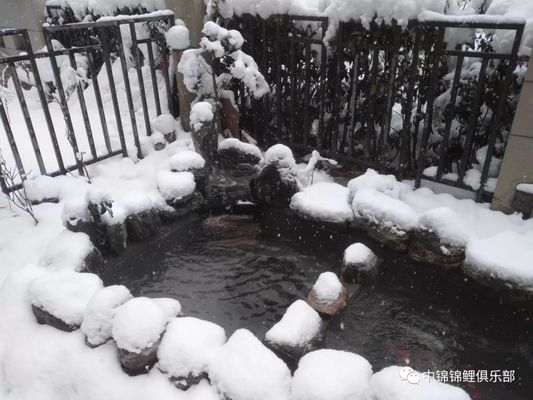 龍魚(yú)吃海蝦還是河蝦：龍魚(yú)是吃海蝦還是吃河蝦呢？ 水族問(wèn)答 第2張