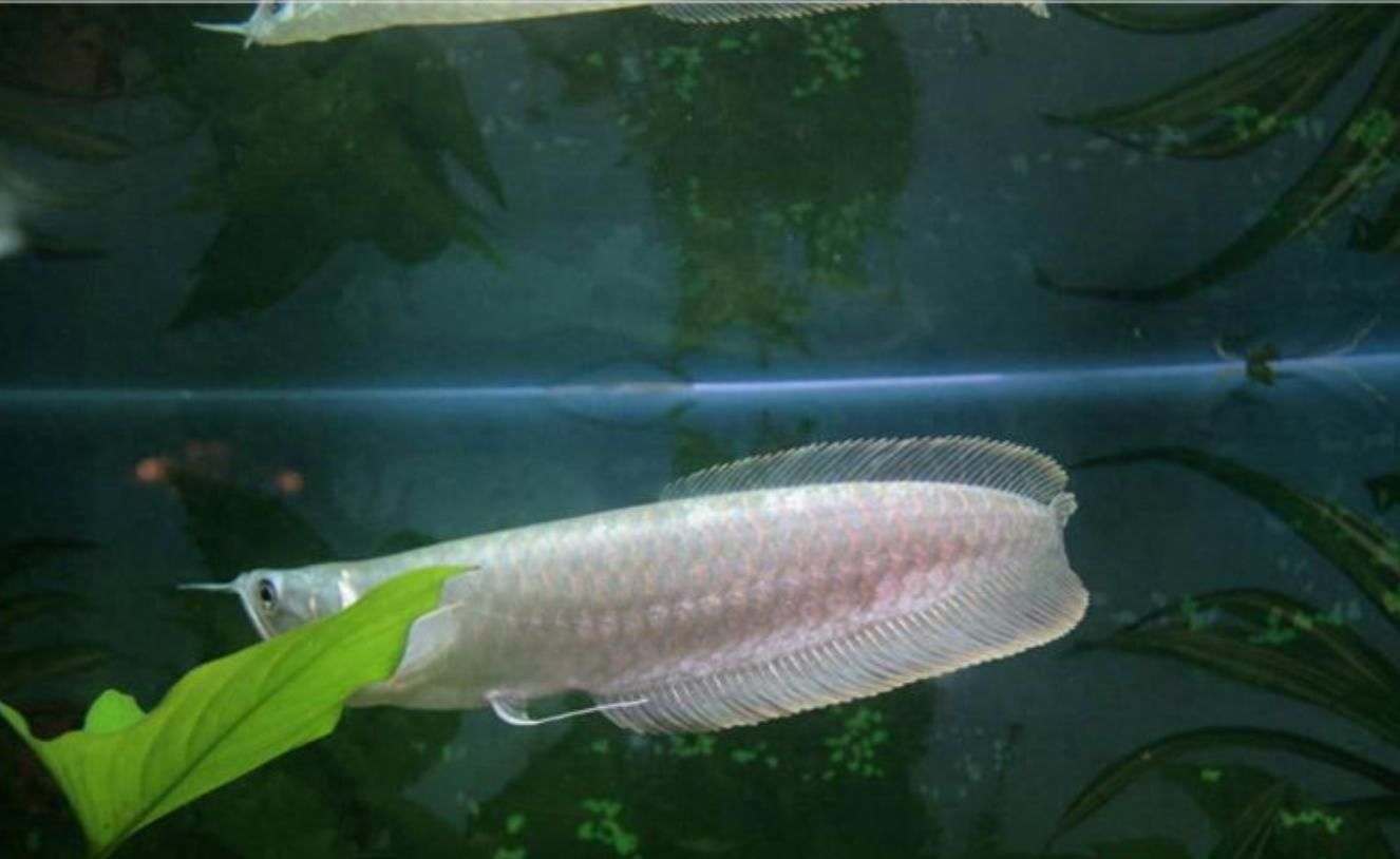 龍魚吃活食和飼料的好處：龍魚吃活食和飼料的好處， 水族問答 第3張