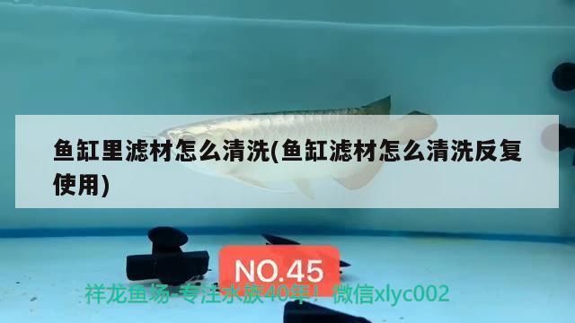 六角恐龍魚被同類咬了該怎么辦vs祥龍魚場：六角恐龍魚被同類咬了該怎么辦 vs祥龍魚場 第1張