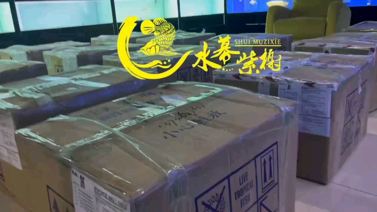 不懼摩羯：摩羯座的人通常表現(xiàn)出堅定和自信 觀賞魚論壇 第1張