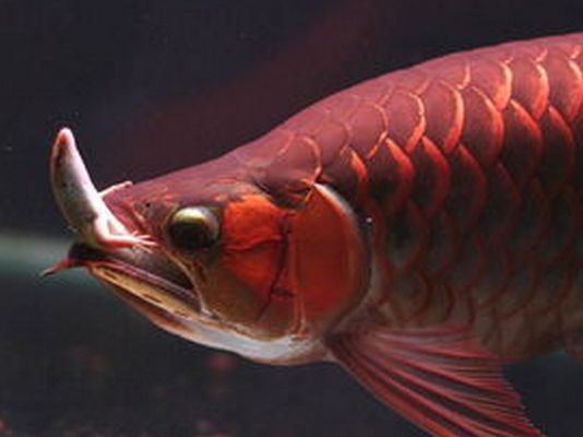 龍魚(yú)被壓制不吃食怎么辦vs祥龍魚(yú)場(chǎng)：龍魚(yú)不吃食怎么辦 vs祥龍魚(yú)場(chǎng) 第1張