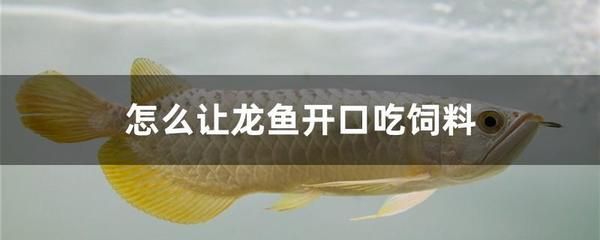 龍魚吃小河蝦好嗎：龍魚吃小河蝦是好的，但需要注意一些事項(xiàng) 龍魚百科 第4張