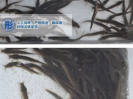 龍魚吃的泥鰍要凍多久才可以喂vs祥龍魚場：“龍魚吃的泥鰍要凍多久才可以喂”的直接答案是答案