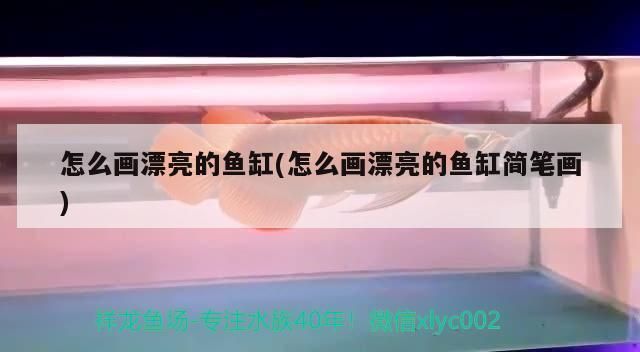 金龍魚用什么魚缸vs祥龍魚場：金龍魚用什么魚缸和祥龍魚場價格趨勢金龍魚與祥龍魚區(qū)別 vs祥龍魚場 第1張