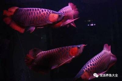 龍魚的配魚四大神獸是什么：關(guān)于龍魚配魚四大神獸的詳細信息 龍魚百科 第3張