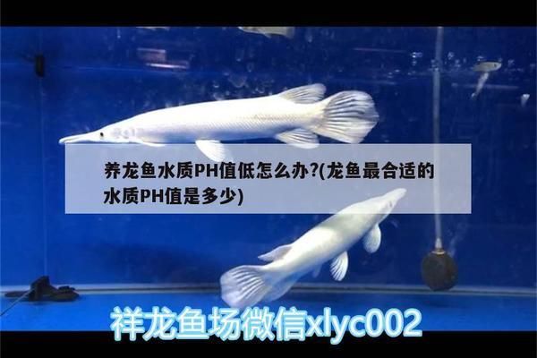 龍魚ph值多少算正常vs祥龍魚場：祥龍魚場的龍魚品種介紹 vs祥龍魚場 第1張