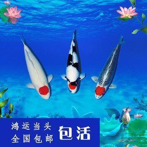 龍魚吃了飼料又吐出來了會死嗎：龍魚吃完飼料后嘔吐是健康問題嗎？ 水族問答 第2張