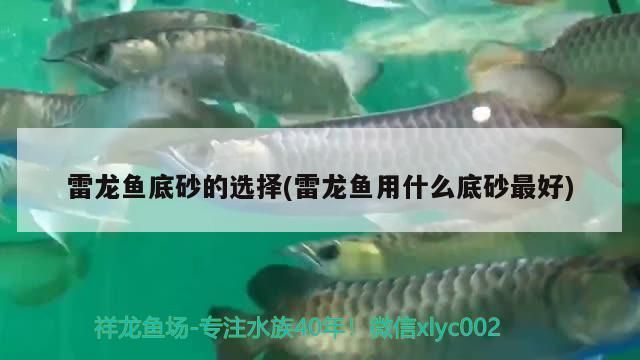 龍魚多大停止生長vs祥龍魚場：龍魚停止生長年齡因種類而異，龍魚生長周期管理如何辨別 vs祥龍魚場 第1張