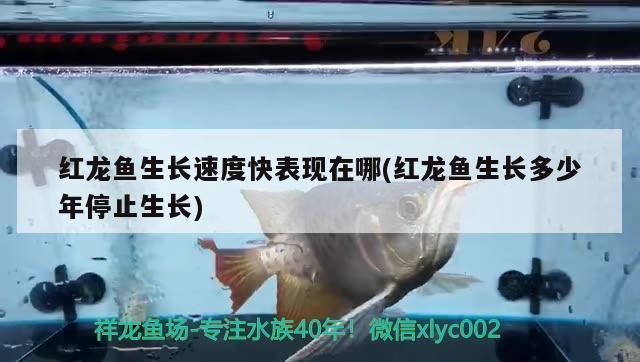 龍魚多大停止生長vs祥龍魚場：龍魚停止生長年齡因種類而異，龍魚生長周期管理如何辨別 vs祥龍魚場 第2張