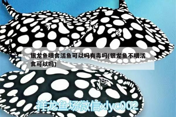 龍魚不喂活魚可以嗎vs祥龍魚場：龍魚不喂活魚可以嗎 vs祥龍魚場 第1張