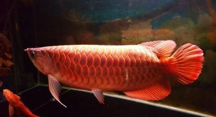 龍魚種類圖：關(guān)于龍魚種類的詳細(xì)介紹 龍魚百科 第3張