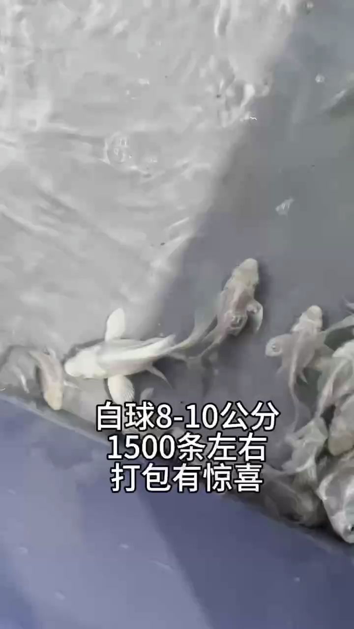 白球蝴蝶鯉8-10公分：白球蝴蝶鯉是一種體型介于8至10公分的魚類 觀賞魚論壇