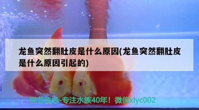 龍魚翻肚子怎么辦vs祥龍魚場：龍魚翻肚子怎么辦