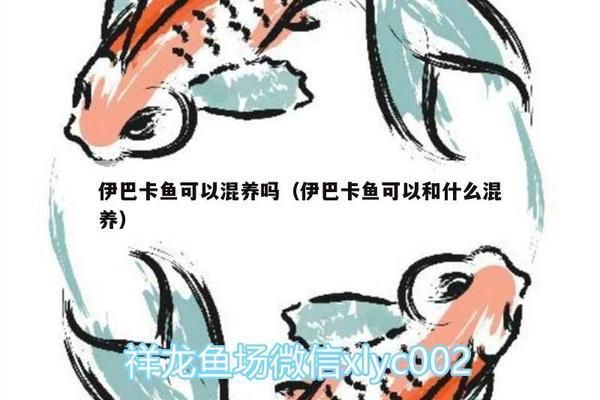 伊巴卡魚(yú)混養(yǎng)注意事項(xiàng)：伊巴卡魚(yú)在混養(yǎng)時(shí)需要注意多個(gè)方面以確保它們能夠與其他魚(yú)類(lèi)和諧共處 龍魚(yú)百科 第6張