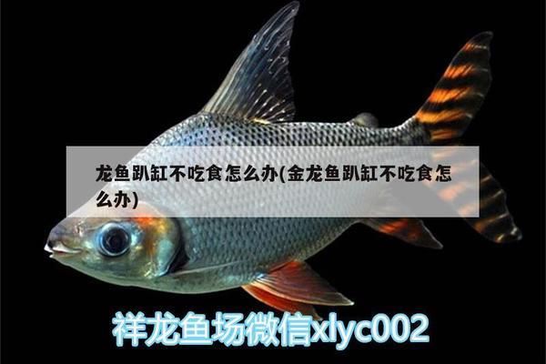 金龍魚趴缸底不吃東西怎么回事vs祥龍魚場：金龍魚趴在缸底不吃東西可能是水質(zhì)問題，可能是水質(zhì)問題