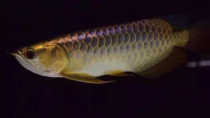 龍魚不進食什么原因：龍魚不進食可能由多種因素引起 龍魚百科 第1張