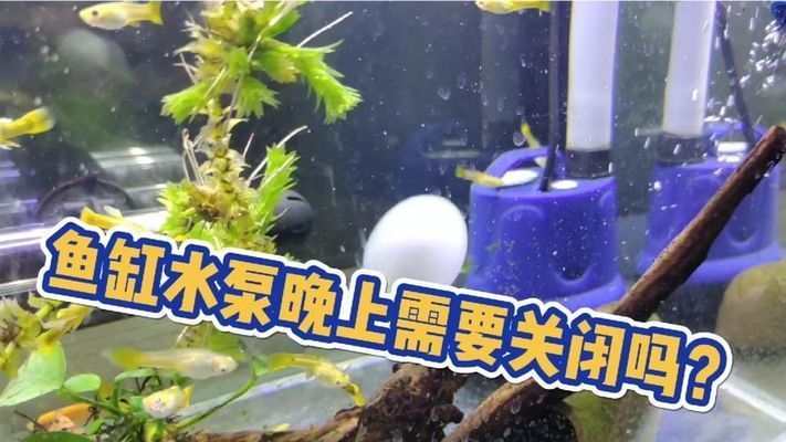 龍魚缸水泵要一直開著嗎vs祥龍魚場：龍魚缸水泵是否需要一直開啟的問題并對比了“祥龍魚場”的觀點