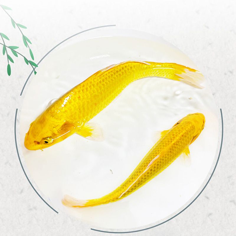 如何判斷龍鳳鯉魚(yú)健康狀態(tài)：如何判斷龍鳳鯉魚(yú)的健康狀態(tài) 龍魚(yú)百科 第2張