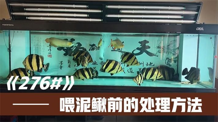 龍魚吃的泥鰍怎么處理干凈vs祥龍魚場(chǎng)：紅龍魚吃的泥鰍怎么處理干凈 vs祥龍魚場(chǎng) 第5張