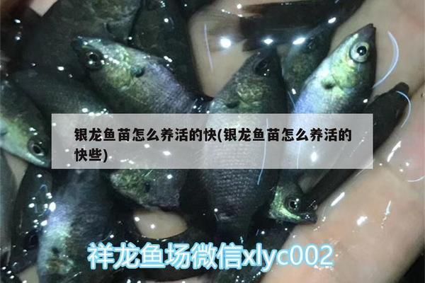 銀龍魚苗活餌與合成餌優(yōu)劣比較：合成餌如何保證營養(yǎng)均衡，銀龍魚苗不同階段餌料選擇指南 龍魚百科 第3張