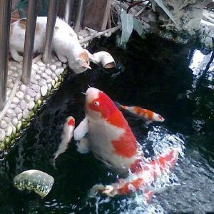 龍魚吃面包蟲還是大麥蟲：探究龍魚的飼料偏好 水族問答 第1張