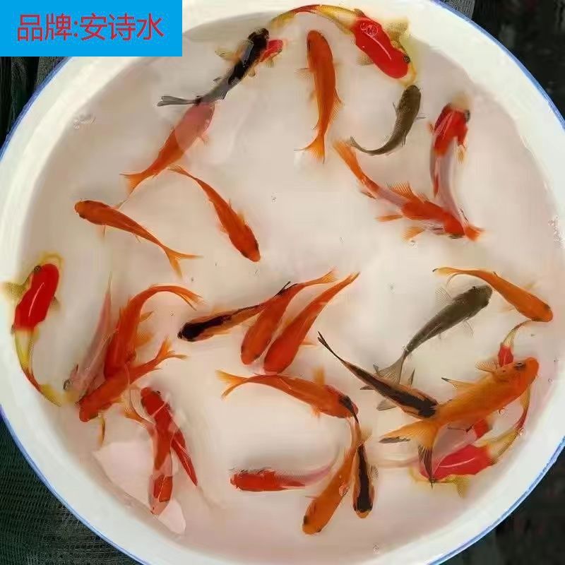 龍魚魚食制作方法：制作龍魚魚食的流程 龍魚百科 第1張