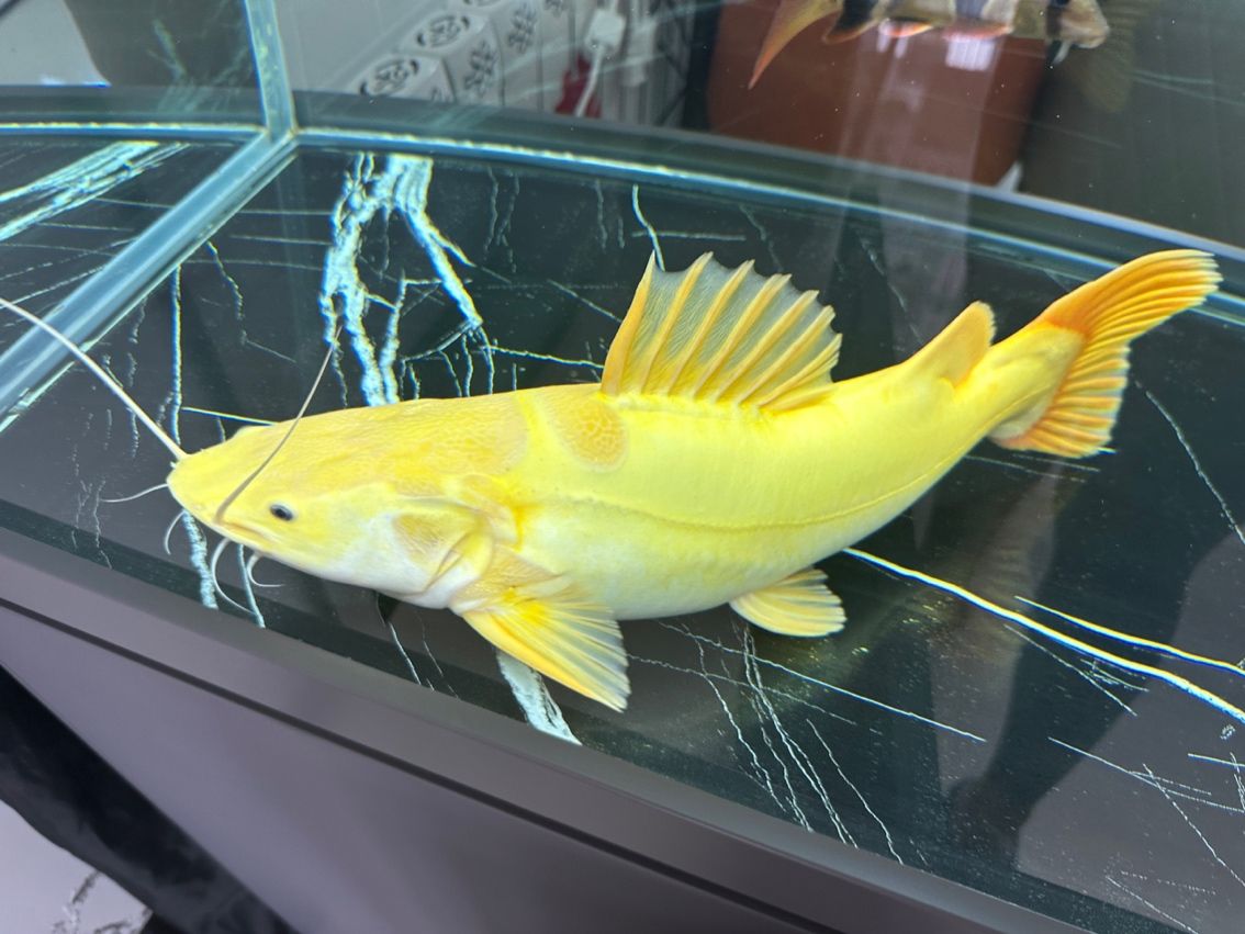 黃金招財(cái)貓魚：黃金招財(cái)貓魚尺寸60左右 觀賞魚論壇 第1張