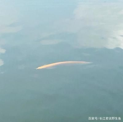 龍魚要加熱嗎：關(guān)于龍魚是否需要加熱的詳細信息 龍魚百科 第1張