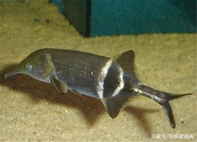 象鼻魚(yú)混養(yǎng)食物搭配指南：象鼻魚(yú)混養(yǎng)需要注意的細(xì)節(jié) 龍魚(yú)百科 第2張