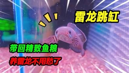 雷龍魚喂飼料長得快嗎：雷龍魚喂食飼料后生長迅速 龍魚百科 第4張