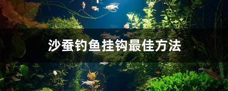 麥肯斯銀版魚的購買渠道：廣州觀賞魚批發(fā)市場 龍魚百科 第3張