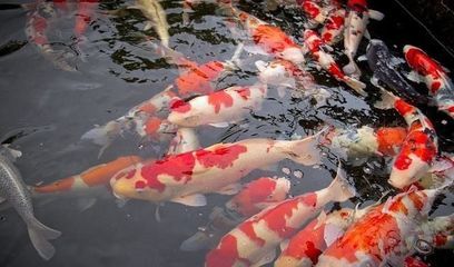 龍魚配虎魚的寓意和象征是什么：龍魚虎魚混養(yǎng)的市場(chǎng)價(jià)值 龍魚百科 第4張