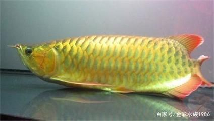 龍魚抗生素藥有哪些：龍魚專用抗生素品牌推薦 龍魚百科 第5張