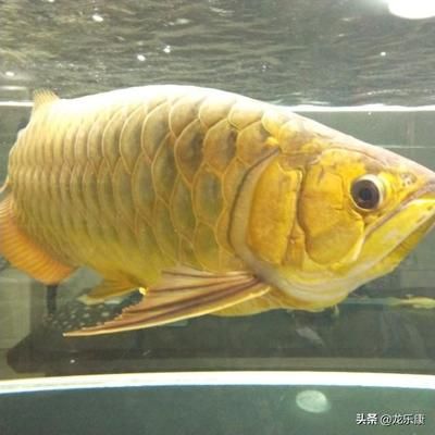 龍魚(yú)飼料魚(yú)怎么養(yǎng)的視頻：養(yǎng)殖龍魚(yú)飼料魚(yú)需要注意的幾個(gè)方面 龍魚(yú)百科 第1張