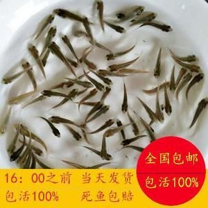 龍魚在冷水能活嗎多久會死：關(guān)于龍魚在冷水中的生存細(xì)節(jié) 龍魚百科