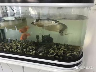 龍魚養(yǎng)多久算成年：金龍魚的成熟期因品種而異，龍魚成年時間因品種而異 龍魚百科 第5張