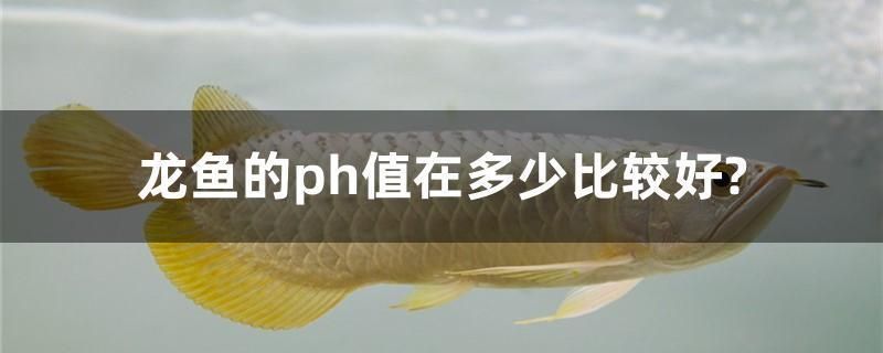 龍魚可以和帝王三間混養(yǎng)嗎：如何鑒別帝王三間的雌雄,混養(yǎng)龍魚和帝王三間的注意事項(xiàng) 龍魚百科 第1張