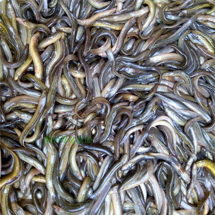 如何判斷龍魚飼料的新鮮度：判斷龍魚飼料的新鮮度是養(yǎng)龍魚時的重要環(huán)節(jié)以下是一些關(guān)鍵指標(biāo) 龍魚百科 第2張