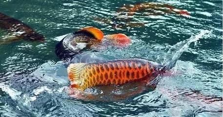 龍魚病癥與治療方法視頻教程圖片：關(guān)于龍魚的治療 龍魚百科 第2張