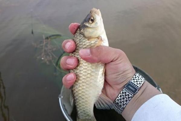 夏季元寶鯽素食餌料推薦：夏季釣鯽魚時(shí)，選擇素餌以減少雜魚干擾并吸引大個(gè)體鯽魚 龍魚百科 第1張