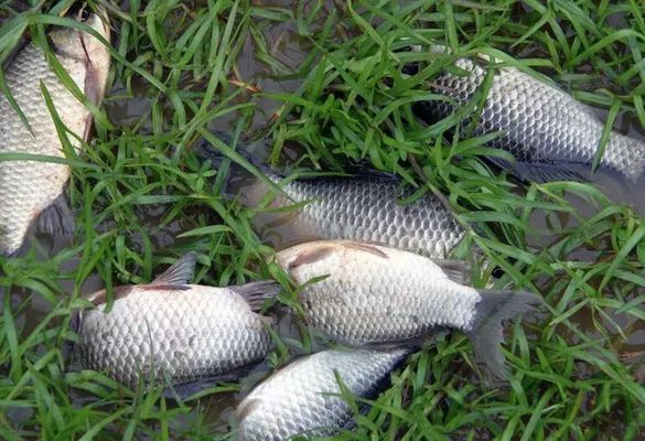 夏季元寶鯽素食餌料推薦：夏季釣鯽魚時，選擇素餌以減少雜魚干擾并吸引大個體鯽魚 龍魚百科 第5張